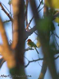 Bruinkopbijeneter [Merops leschenaulti quinticolor]